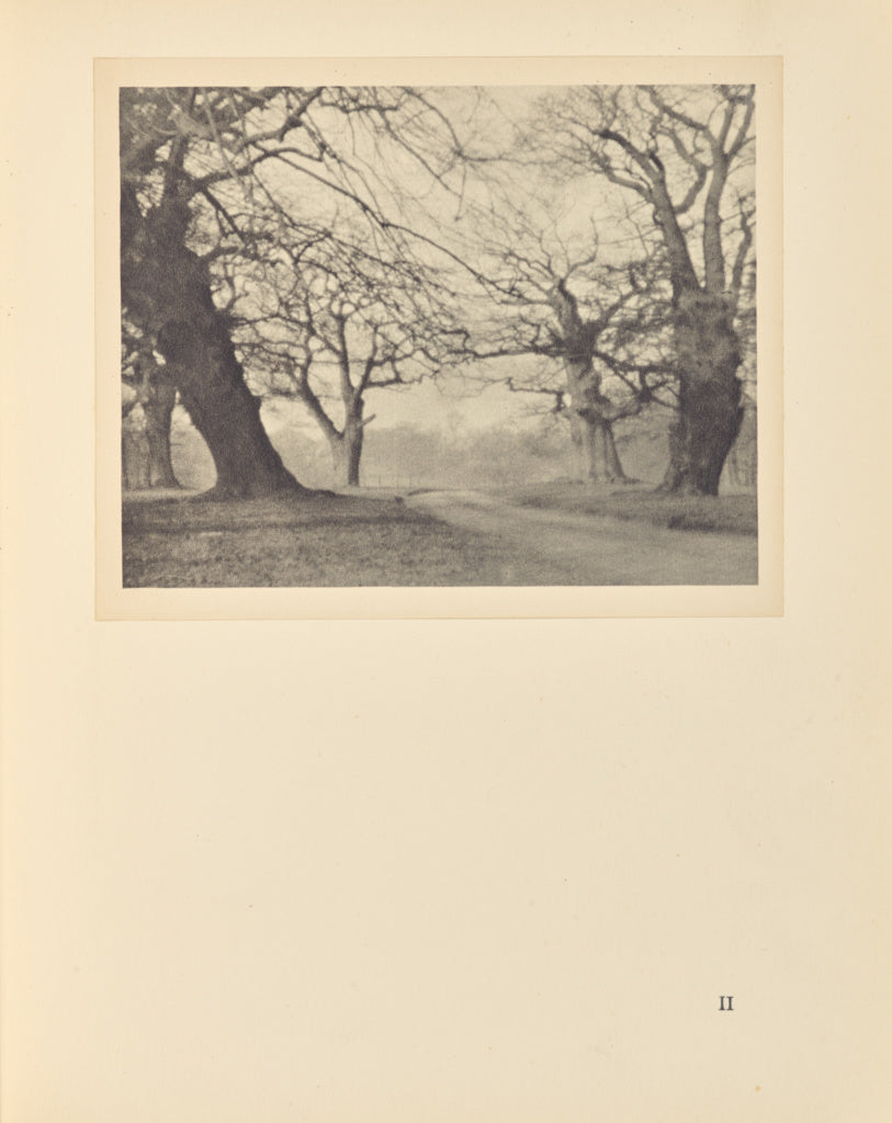 Alvin Langdon Coburn:Oak Trees, Poster Print Wall Art