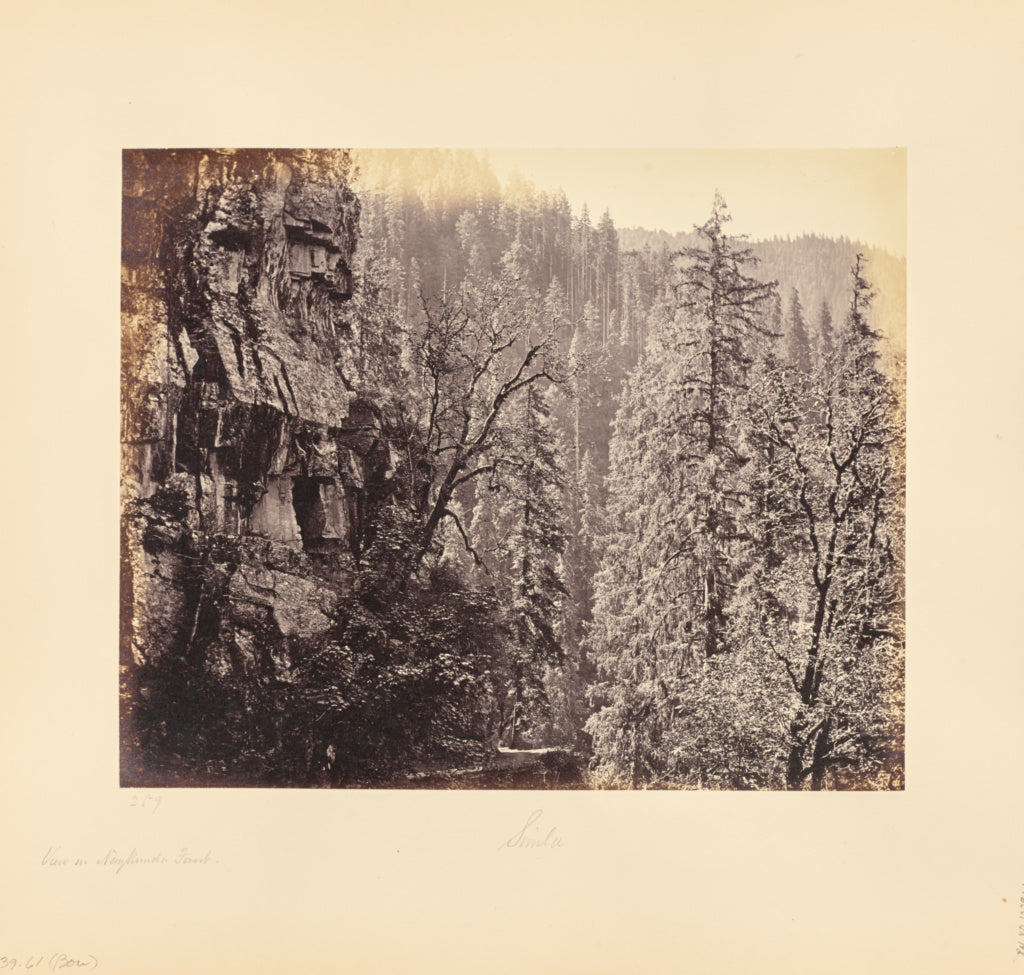 Samuel Bourne:View in the Narkunda Forest, Poster Print Wall Art