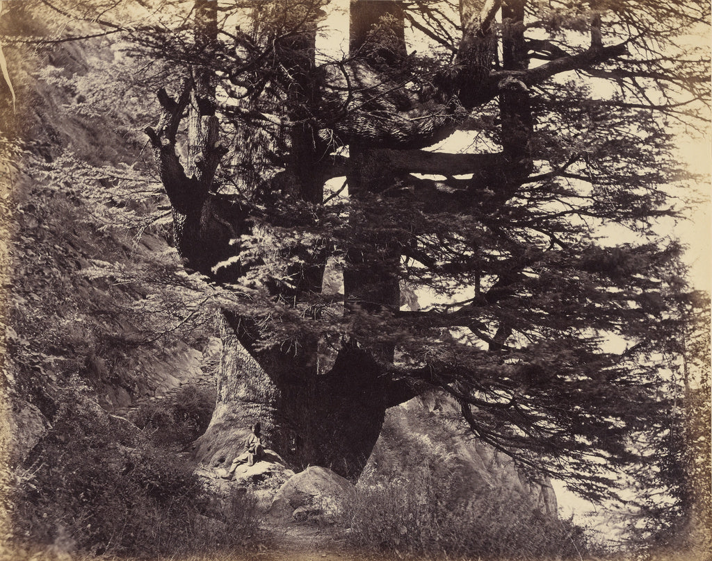 Samuel Bourne:Great Deodar, 42 Feet in Circumference, Poster Print Wall Art
