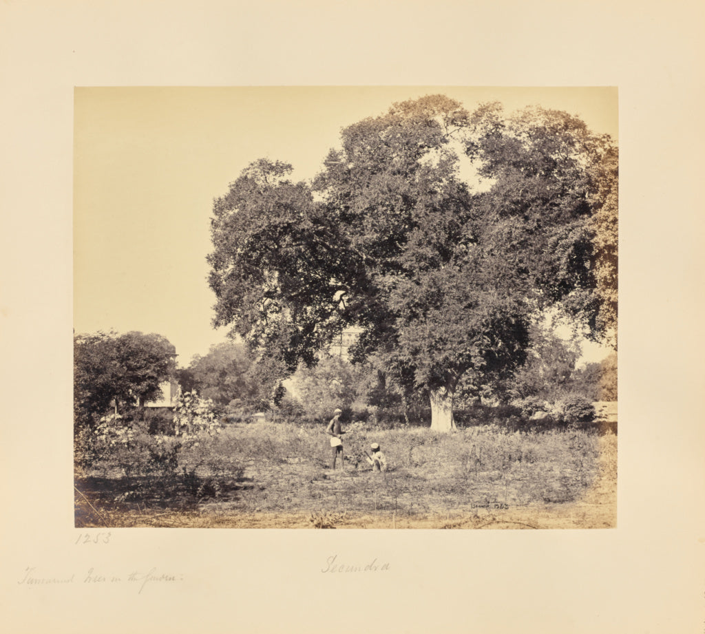 Samuel Bourne:Secundra; Tamarind Trees in Secundra Bagh, Poster Print Wall Art