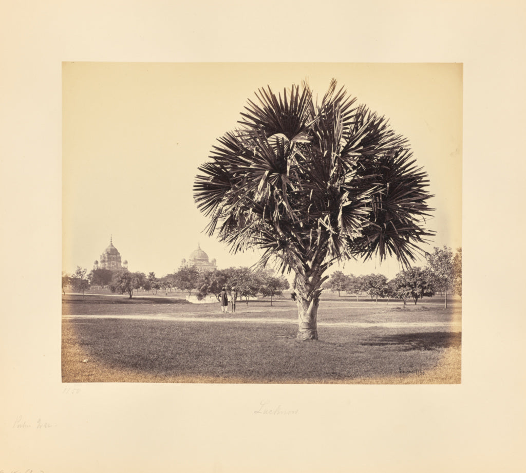 Samuel Bourne:Lucknow; Palm Tree Study, Poster Print Wall Art