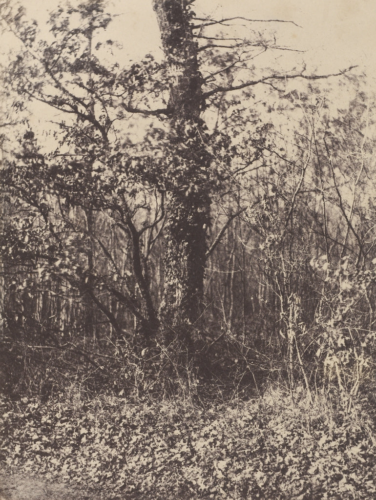 Louis Désiré Blanquart-EvrardUnknown maker, French:[Forest, Poster Print Wall Art