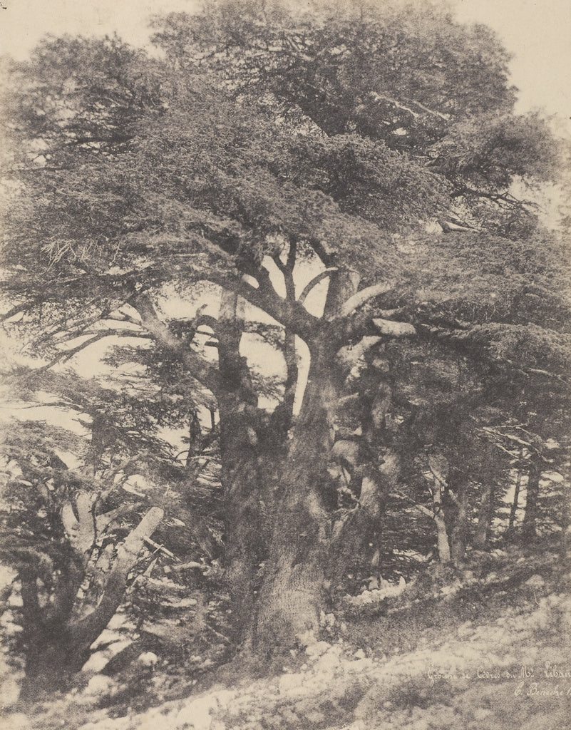 Ernest Benecke:Groupe de Cèdres de Mt. Liban / [Group of Ce, Poster Print Wall Art