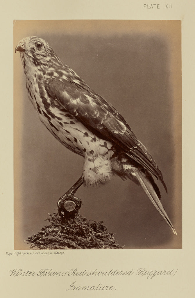 William Notman:Winter Falcon (Red shouldered Buzzard), Immat, Poster Print Wall Art