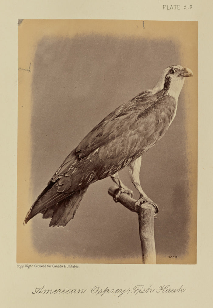 William Notman:American Osprey; Fish Hawk,16x12