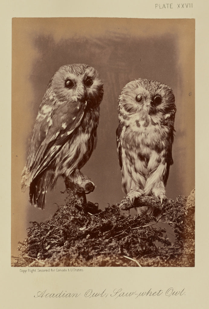 William Notman:Acadian Owl; Saw-whet Owl, Poster Print Wall Art