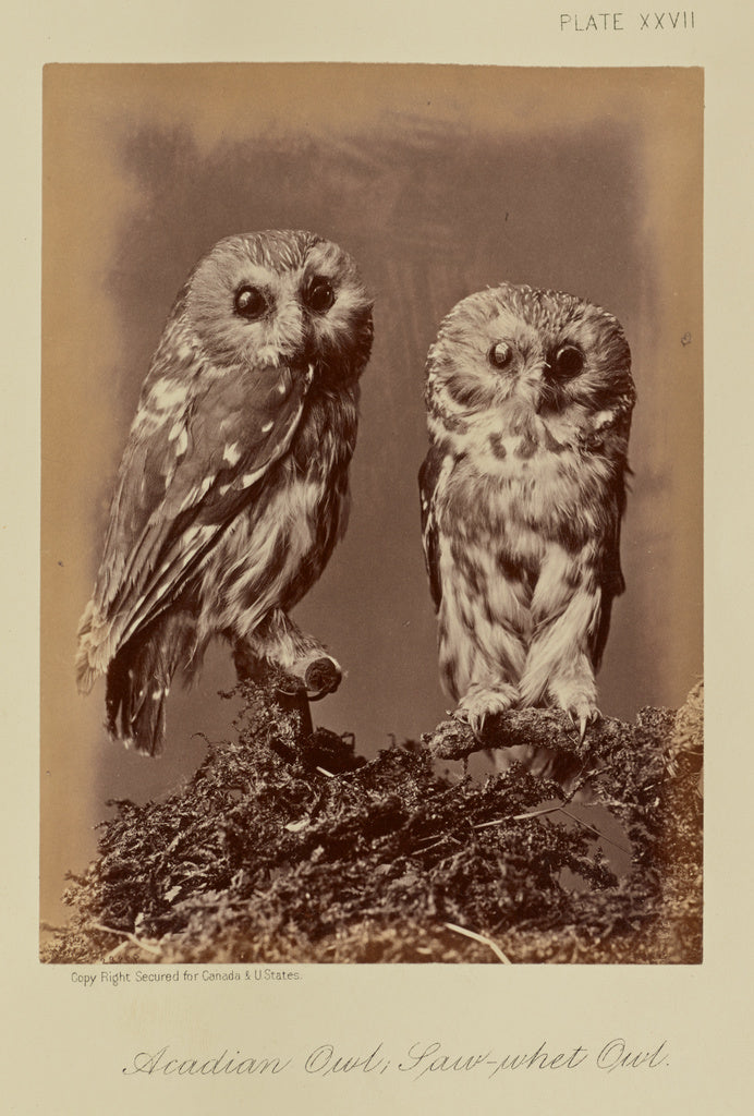William Notman:Acadian Owl; Saw-whet Owl,16x12
