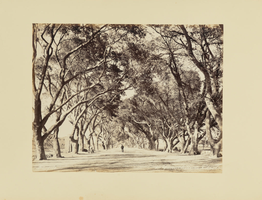 Félix Bonfils:Caire, Allée de Choubra, Poster Print Wall Art