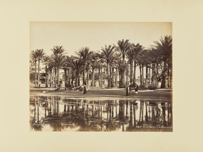 Félix Bonfils:Caire, Palmiers,16x12
