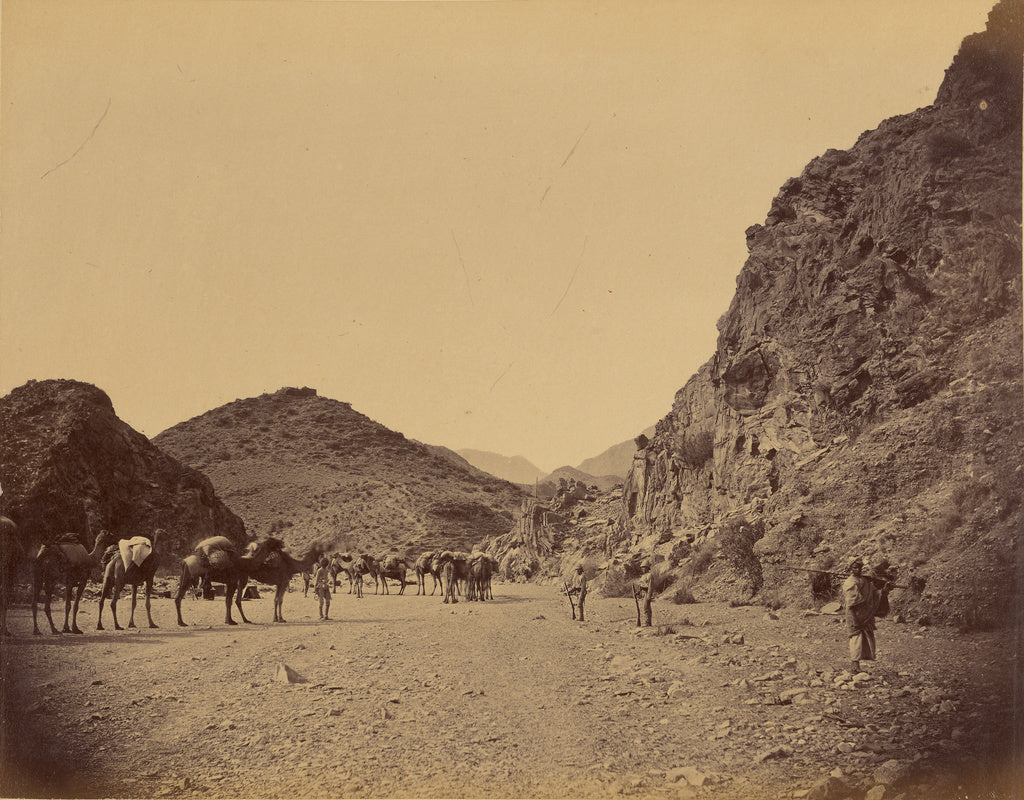 John Burke:[Group of camels], Poster Print Wall Art