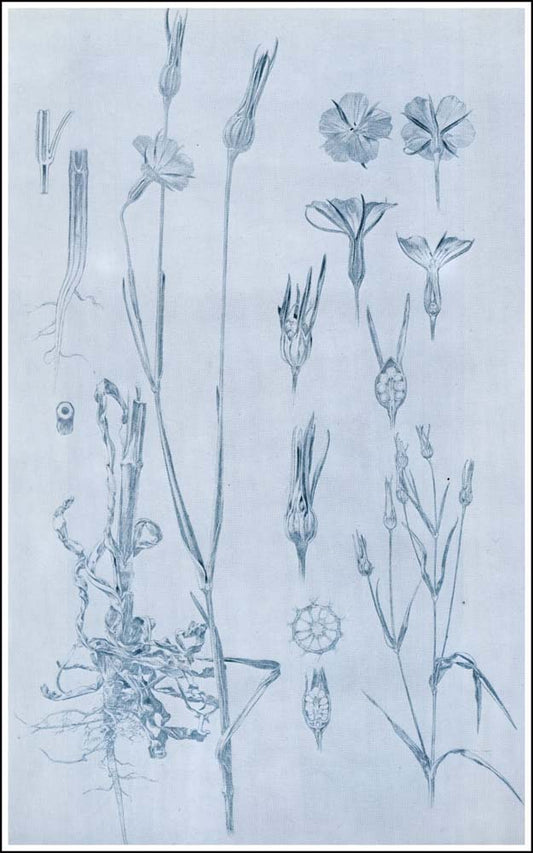 24 from the 'Documents Decoratifs" series, 1901 vintage artwork by Alphonse Mucha, 12x8" (A4 size) poster print