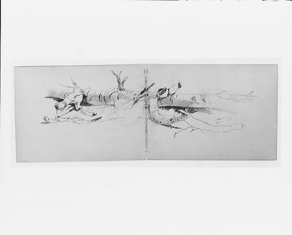 Study of a Fallen Tree -David Johnson,  Poster Print