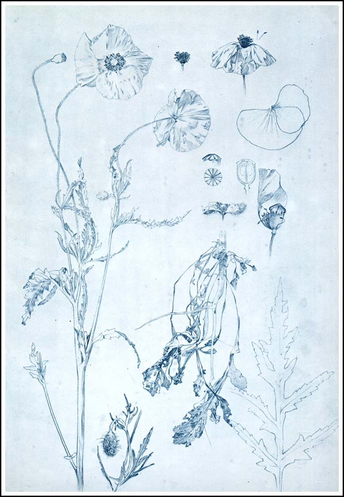 26 from the 'Documents Decoratifs" series, 1901 vintage artwork by Alphonse Mucha, 12x8" (A4 size) poster print