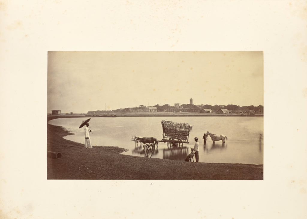 Bourne & Shepherd:Buffaloes and Horse in Water, Poster Print Wall Art