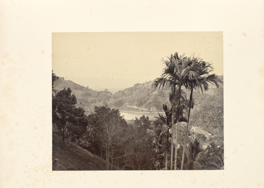 Bourne & ShepherdPossibly:Pine Trees and Mountains, Poster Print Wall Art