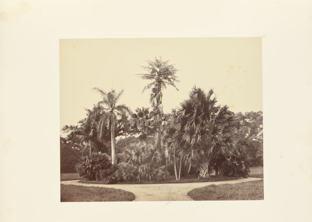 Bourne & ShepherdPossibly:Palms, Poster Print Wall Art