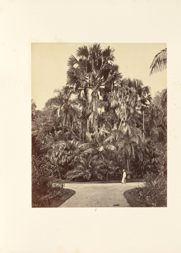 Bourne & ShepherdPossibly:Palms and Man, Poster Print Wall Art