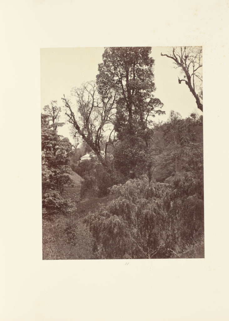 Samuel Bourne:Darjeeling; A "Bit" in the Grounds of "Beechwo, Poster Print Wall Art