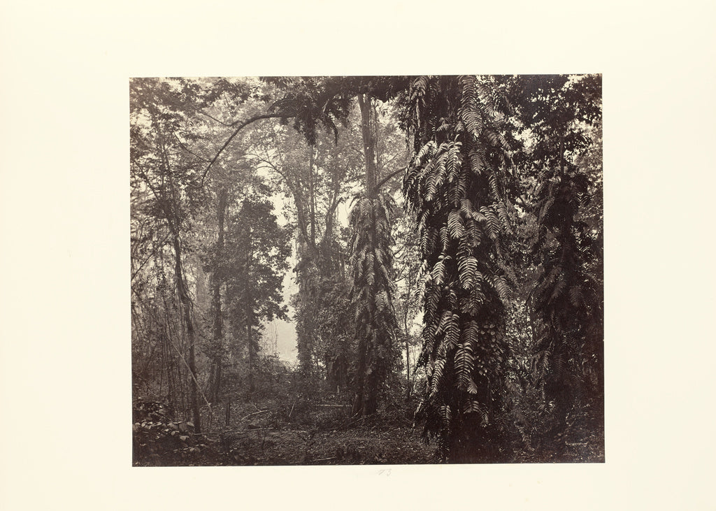 Samuel Bourne:Darjeeling; Creepers in the Forest below Ging, Poster Print Wall Art
