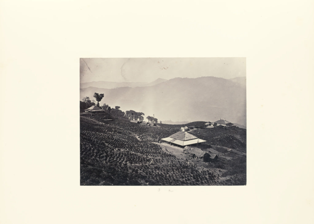 Unknown maker:Plantation on Mountain, Poster Print Wall Art