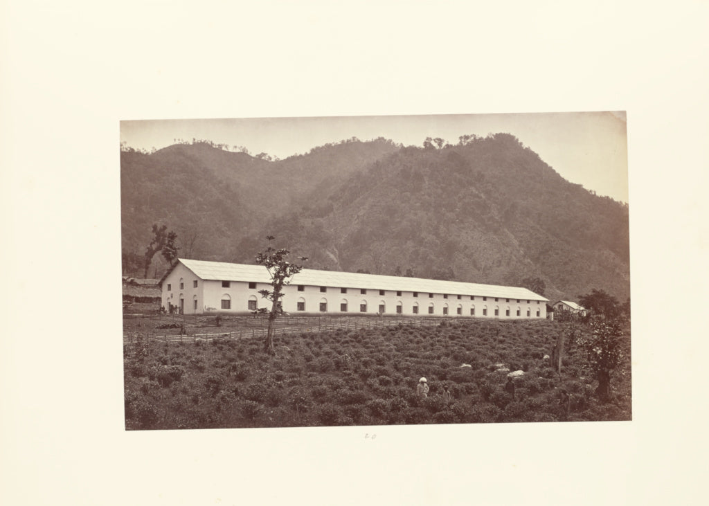 Samuel Bourne:Darjeeling; View of the Selim Tea Estate, Show, Poster Print Wall Art