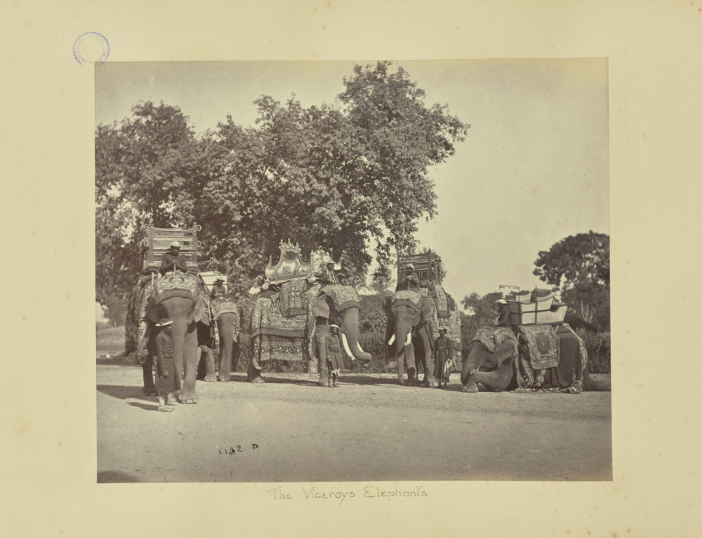 Samuel Bourne:A Group of H.E. the Viceroy's Elephants with T,16x12"(A3)Poster