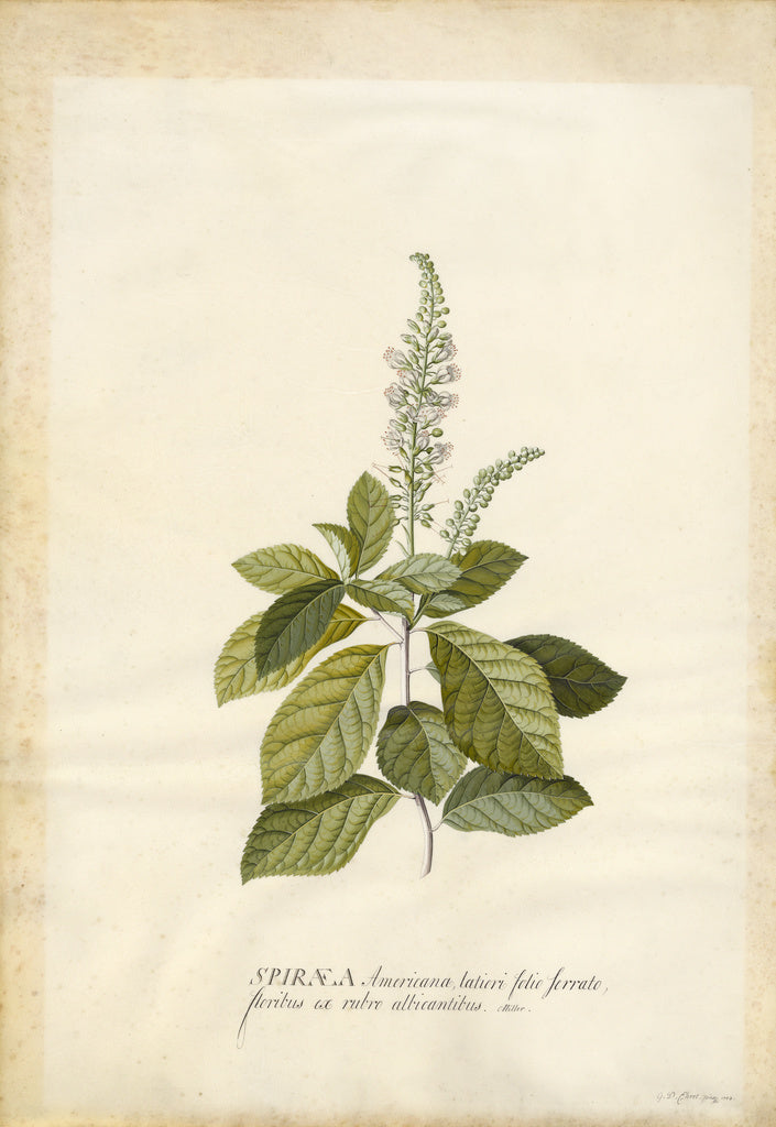 Georg Dionysius Ehret:Spiraea,16x12"(A3)Poster