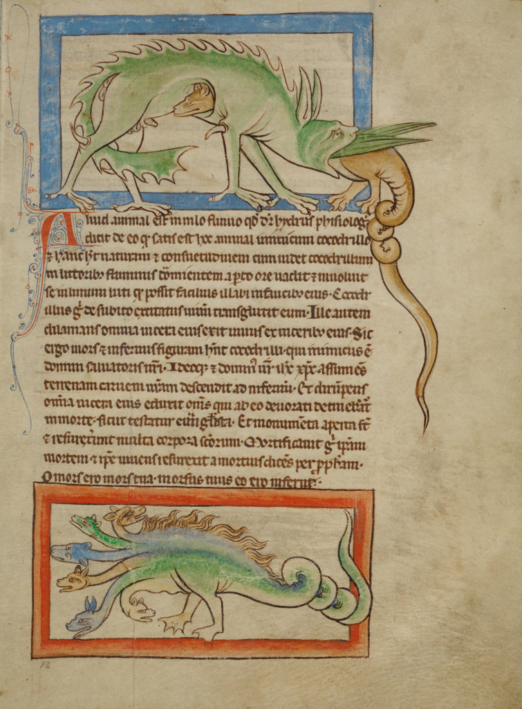 Unknown Artist:A Hydrus; A Hydra, Poster Print Wall Art