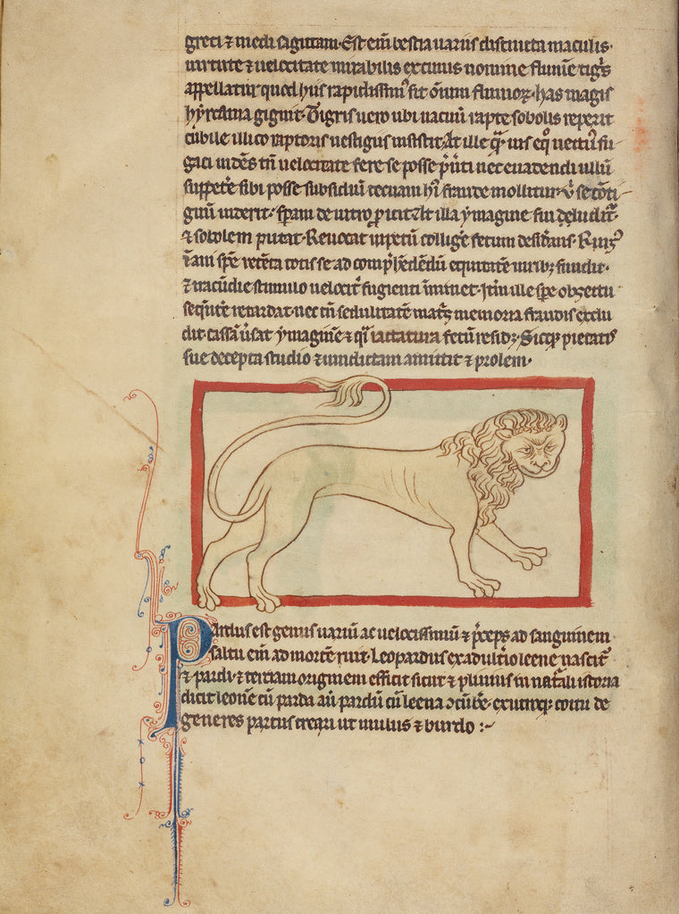 Unknown Artist:A Pard, Poster Print Wall Art