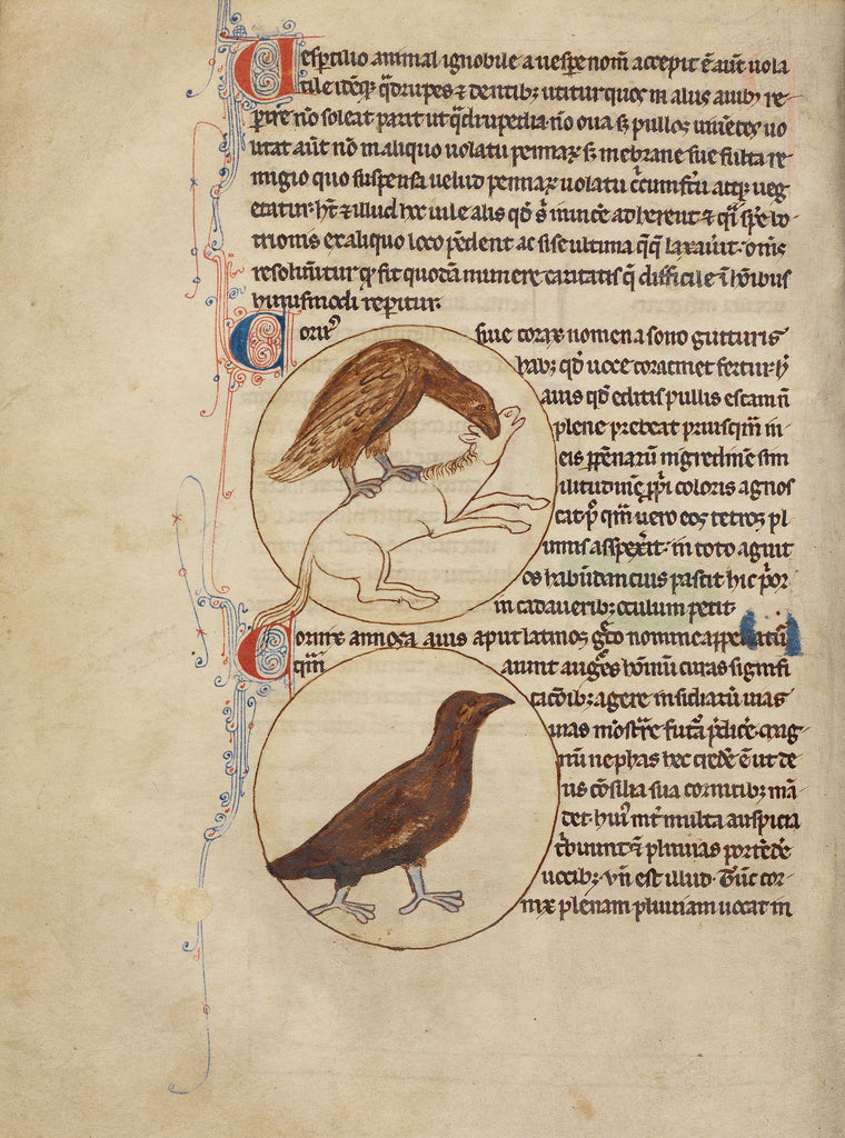 Unknown Artist:A Raven; A Crow, Poster Print Wall Art