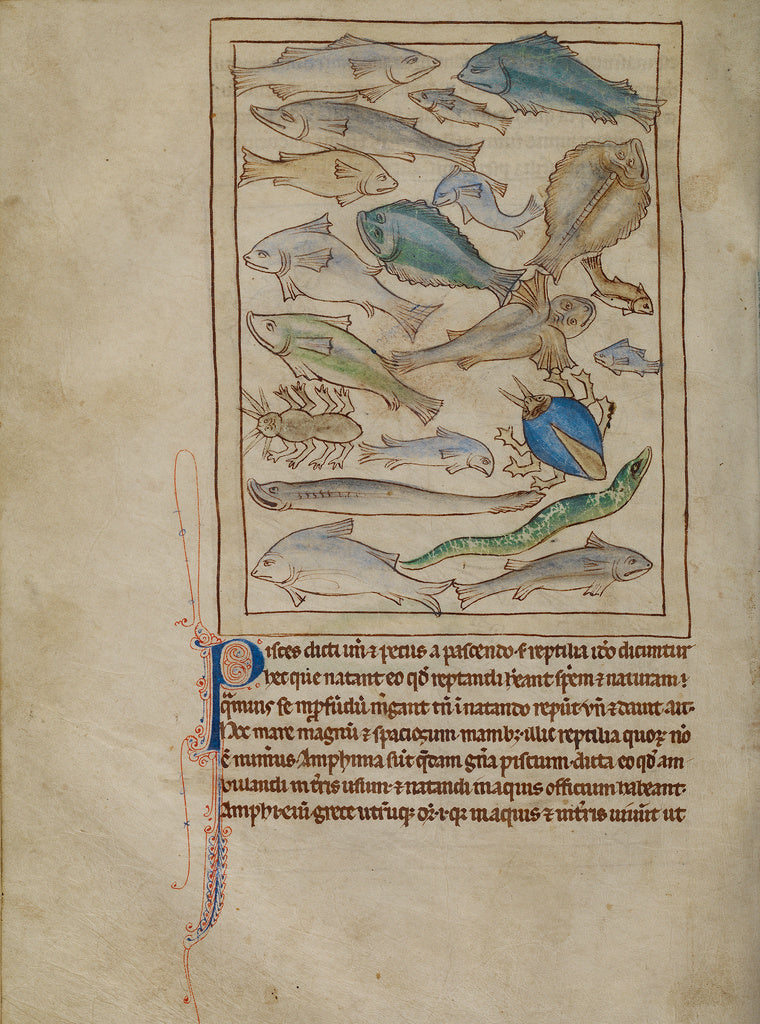 Unknown:Fish and Sea Monsters, Poster Print Wall Art