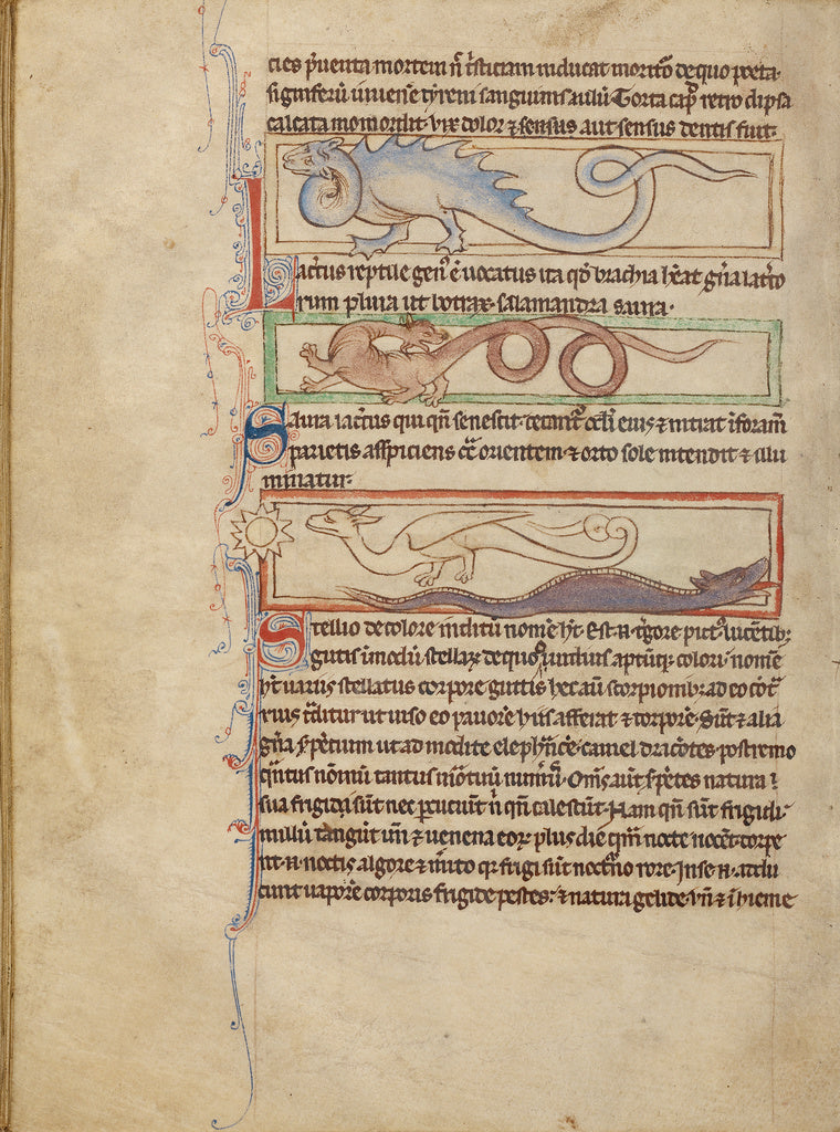 Unknown Artist:A Seps; A Lizard; A Saura; A Newt, Poster Print Wall Art
