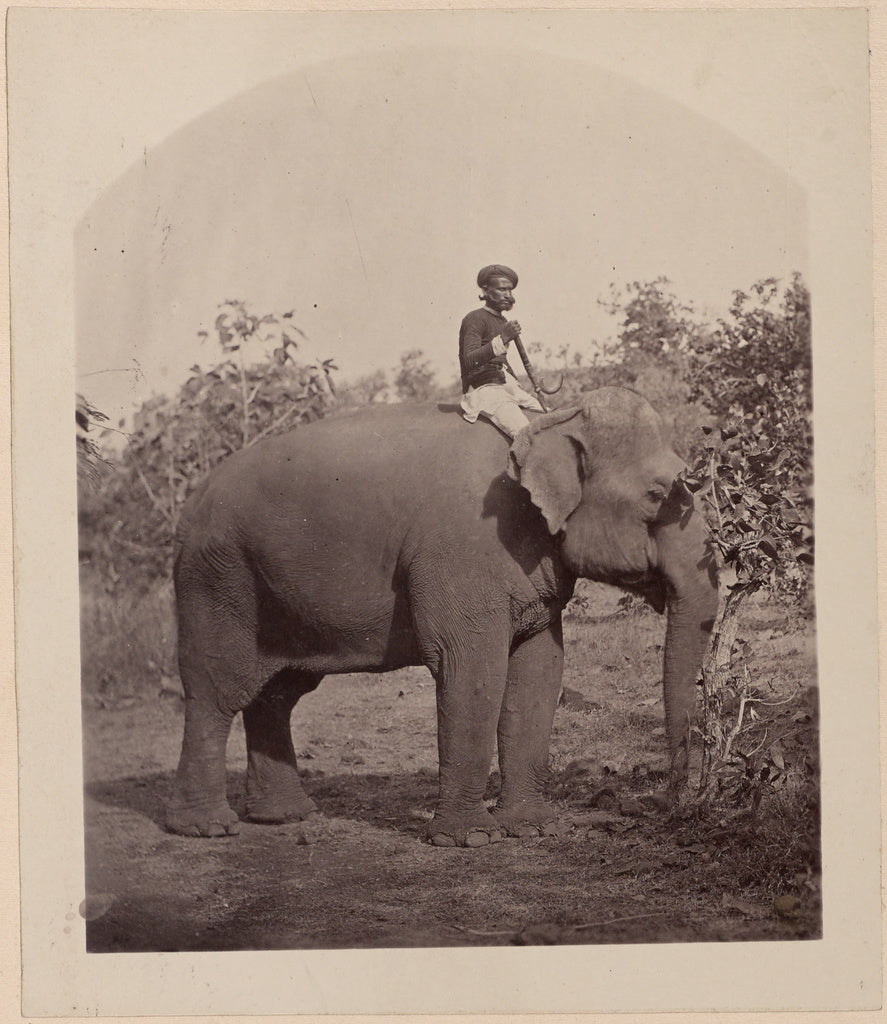Unknown:[Man on Elephant], Poster Print Wall Art