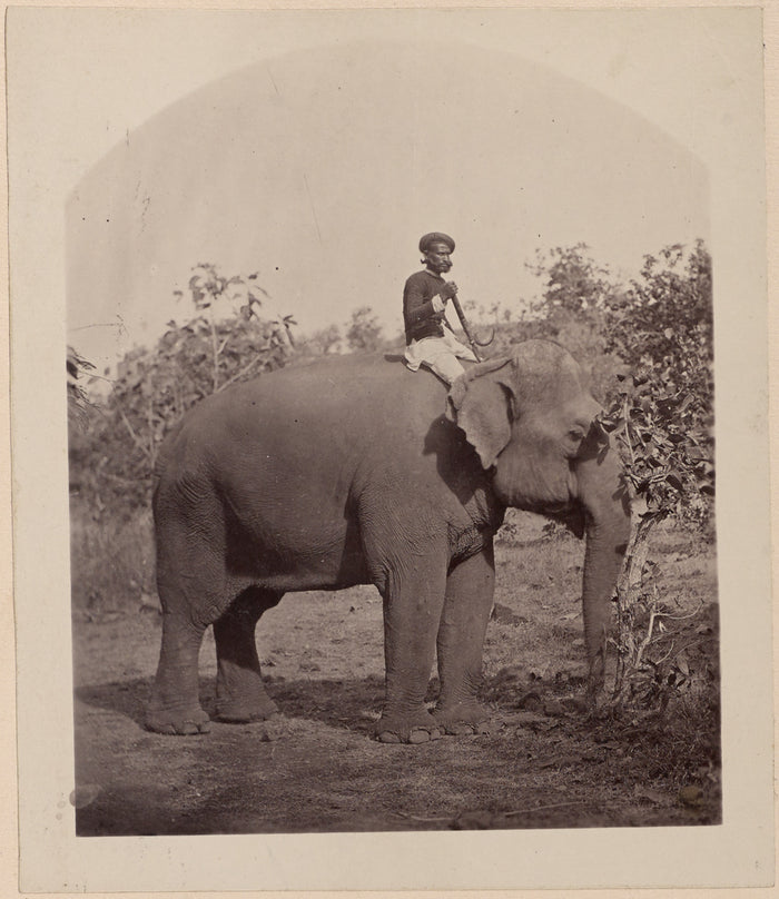 Unknown:[Man on Elephant],16x12