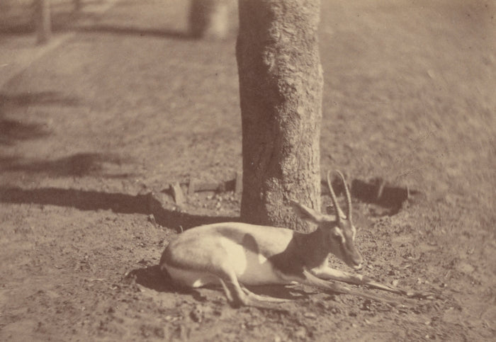 Théodule Devéria:[Gazelle Lying Down Against a Tree],16x12