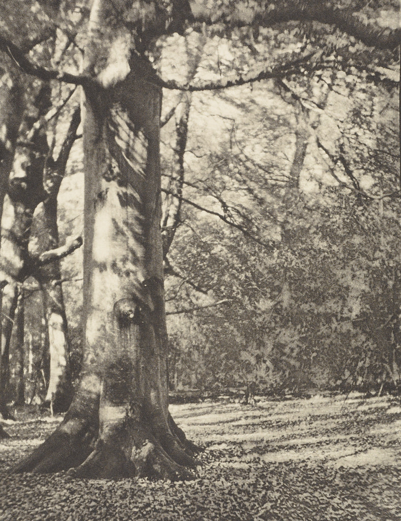 Frederick H. Evans:Dearleap Woods, Poster Print Wall Art
