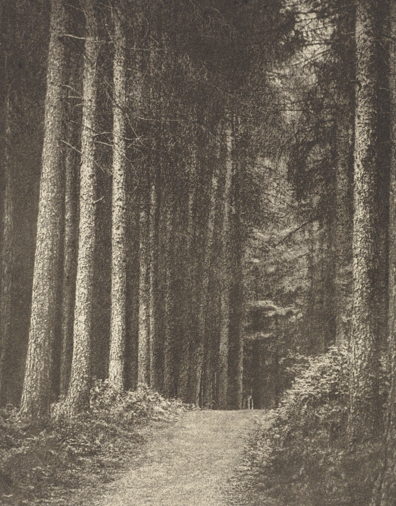 Frederick H. Evans:Redlands Woods, Poster Print Wall Art