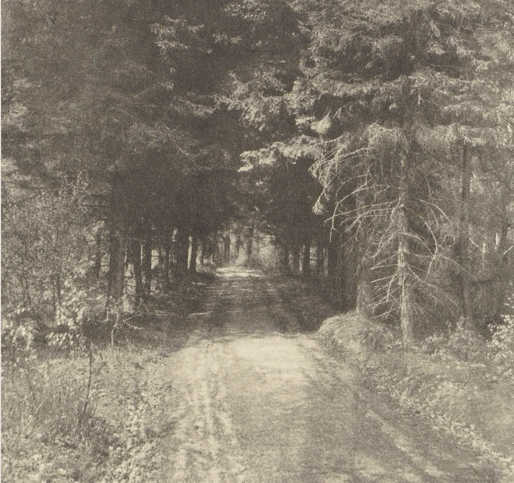 Frederick H. Evans:Fir Woods near Leith Hill, Surrey, Poster Print Wall Art
