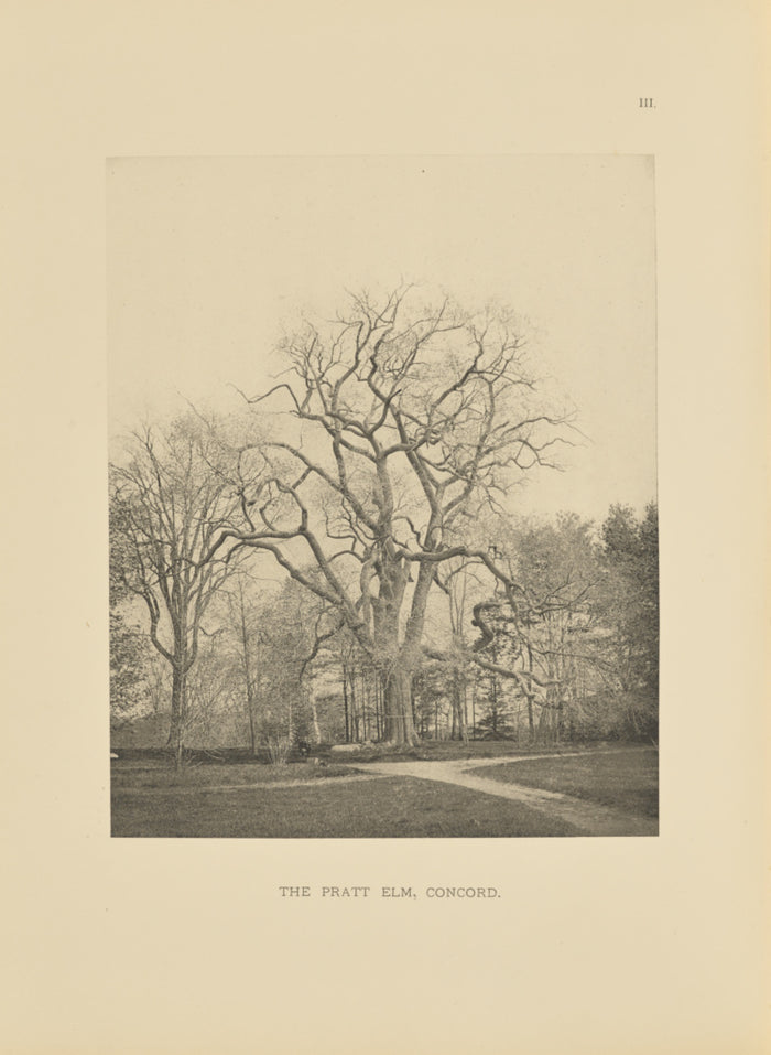 Henry Brooks:The Pratt Elm, Concord,16x12