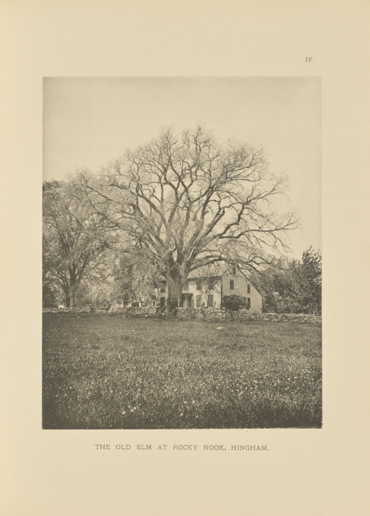 Henry Brooks:The Old Elm at Rocky Nook, Hingham, Poster Print Wall Art