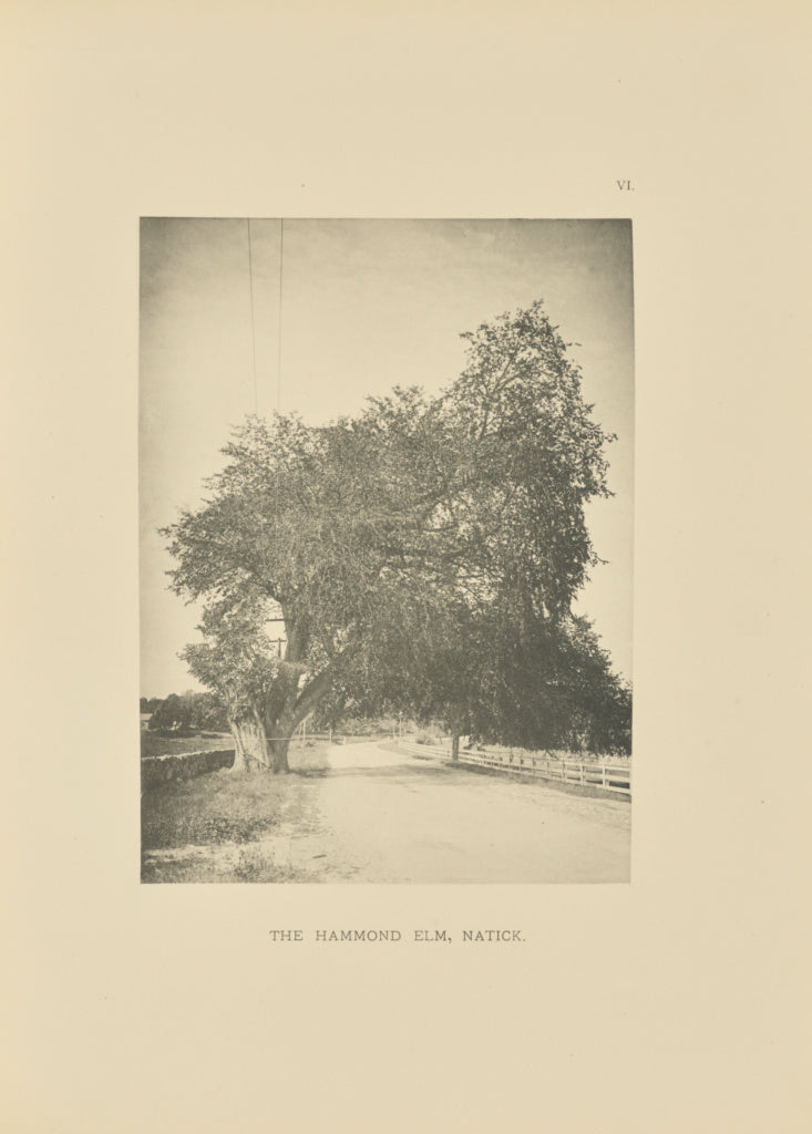 Henry Brooks:The Hammond Elm, Natick, Poster Print Wall Art