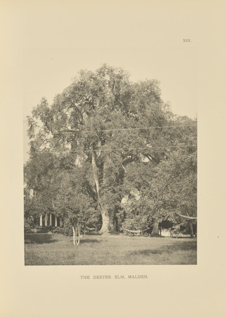 Henry Brooks:The Dexter Elm, Malden, Poster Print Wall Art