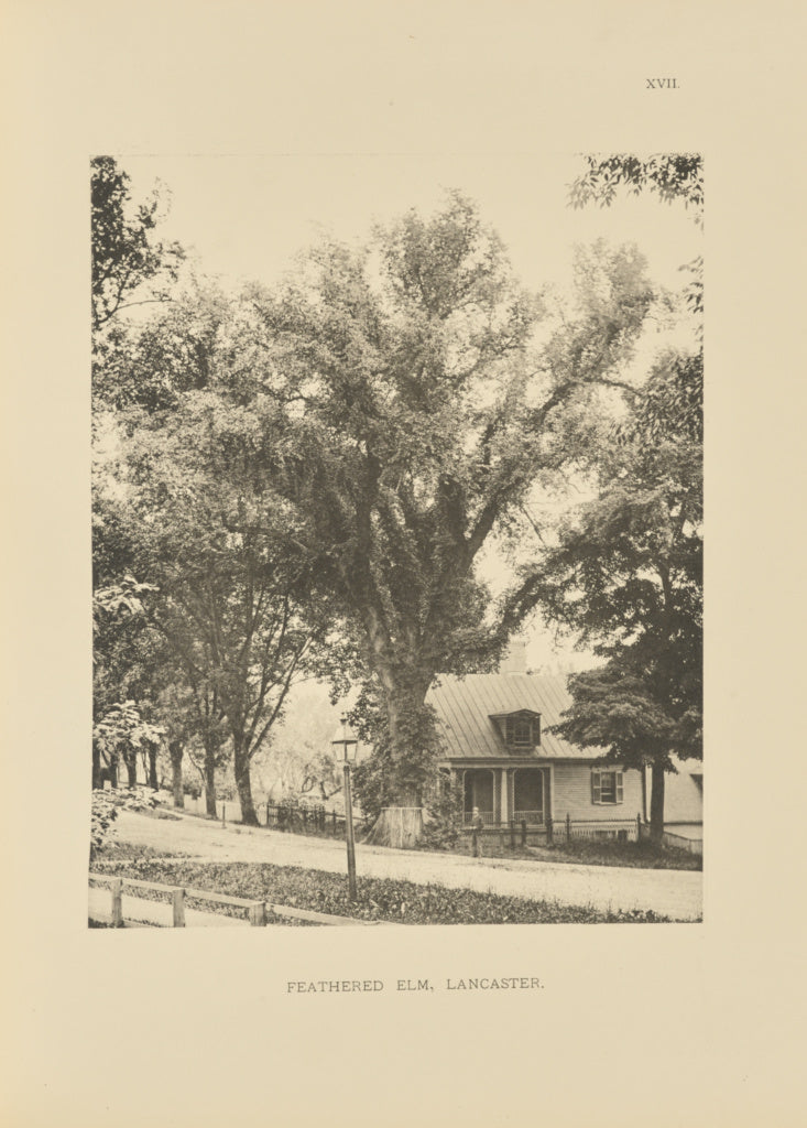 Henry Brooks:Feathered Elm, Lancaster, Poster Print Wall Art