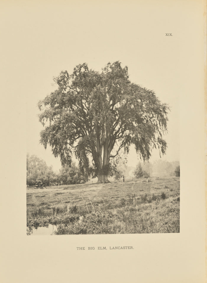 Henry Brooks:The Big Elm, Lancaster,16x12