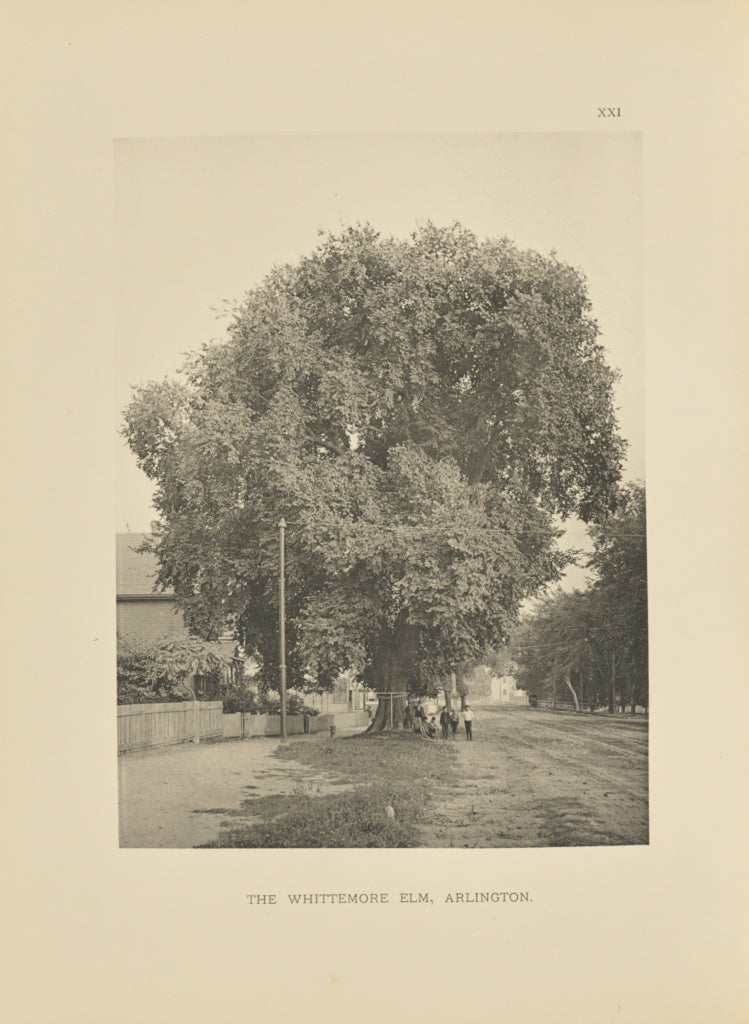 Henry Brooks:The Whittemore Elm, Arlington, Poster Print Wall Art