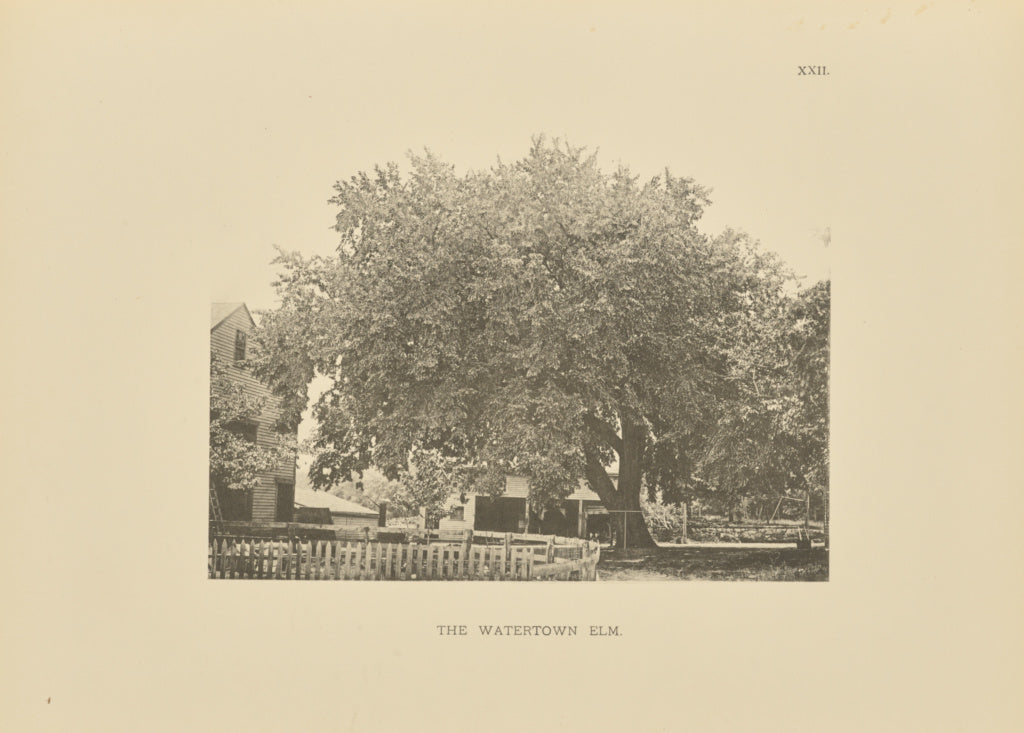 Henry Brooks:The Watertown Elm, Poster Print Wall Art