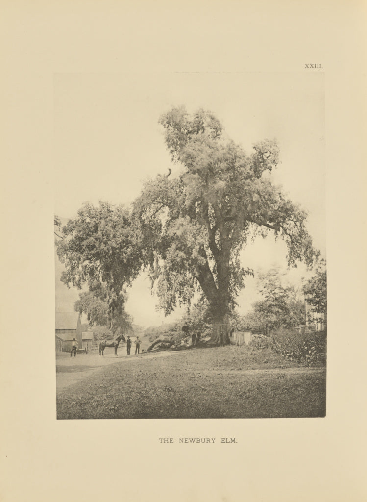 Henry Brooks:The Newbury Elm, Poster Print Wall Art