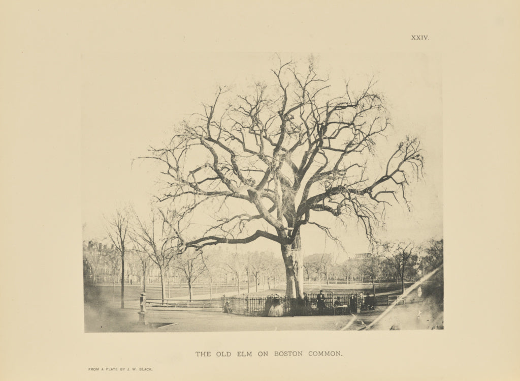 Henry Brooks:The Old Elm on Boston Common, Poster Print Wall Art