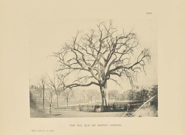 Henry Brooks:The Old Elm on Boston Common,16x12