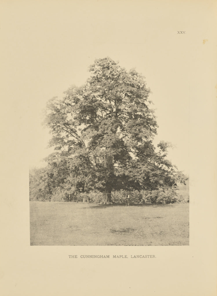 Henry Brooks:The Cunningham Maple, Lancaster, Poster Print Wall Art